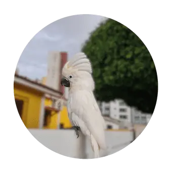 Cacatua Alba