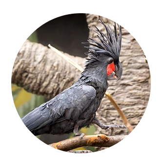 Cacatua das Palmeiras