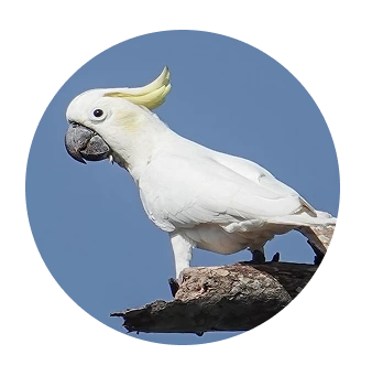 Cacatua Sulfúrea
