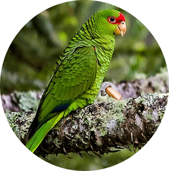 Papagaio Charão
