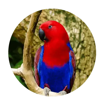 Papagaio Ecletus