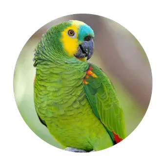 Papagaio Verdadeiro