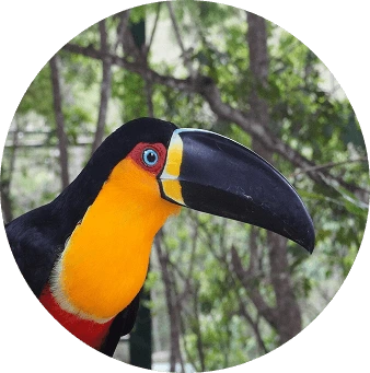Tucano Bico Preto