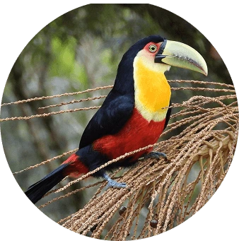 Tucano Bico Verde